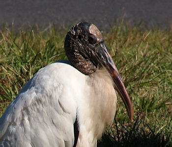 [Head and upper body of a Wood stork resting in the grass. Its entire head and neck are scaly and rough in contrast to its feathery white body. It has a bill which is longer than its head and neck. The head, neck, and bill are a greyish dark-gold color.]